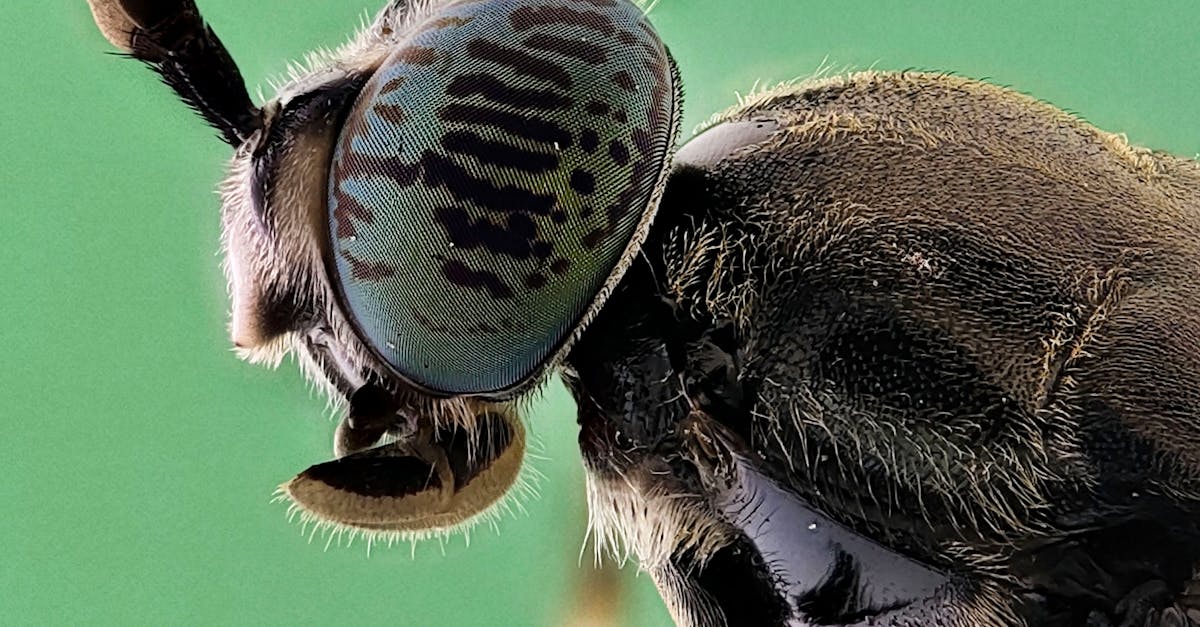 Picada de Animal Peçonhento: Escorpião, Aranha e Cobra em Crianças — Protocolo do Ministério da Saúde — Guia Amni para mães
